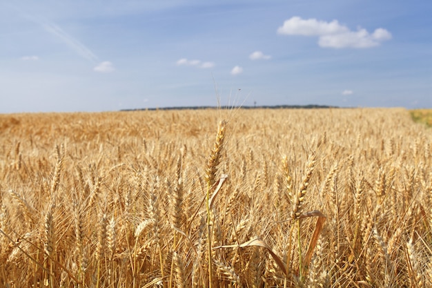 Campos de trigo sob o sol no verão antes da colheita