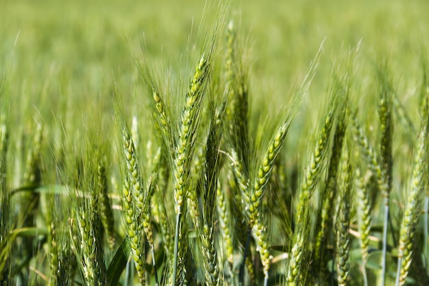 Campos de trigo verde na pampa argentina