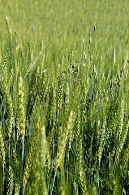 Campos de trigo verde