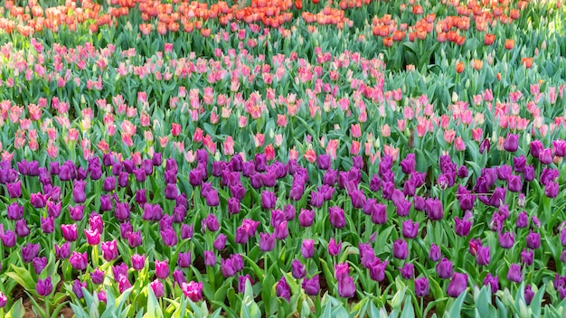 Campos de tulipa violeta, rosa e vermelho em um jardim de flores