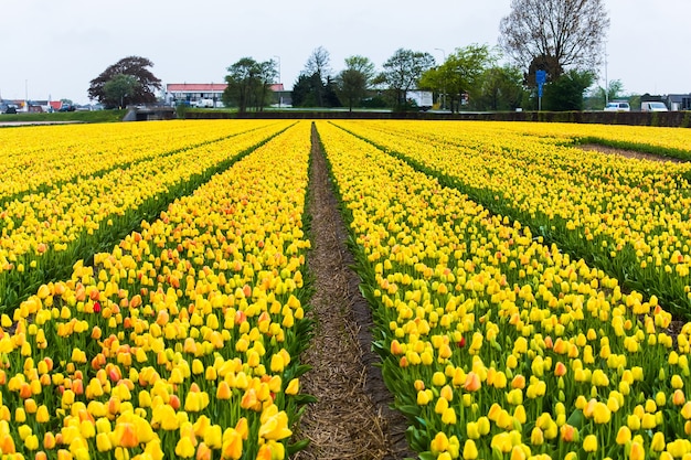 Campos de tulipas amarelas na área de Keukenhof, perto de Amsterdã, Holanda
