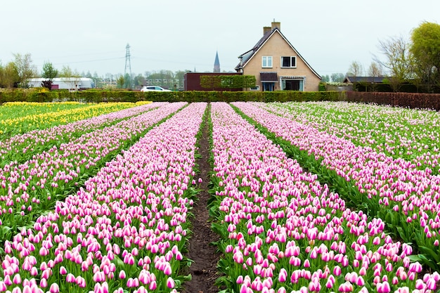 Campos de tulipas cor de rosa na área de Keukenhof perto de Amsterdã, Holanda