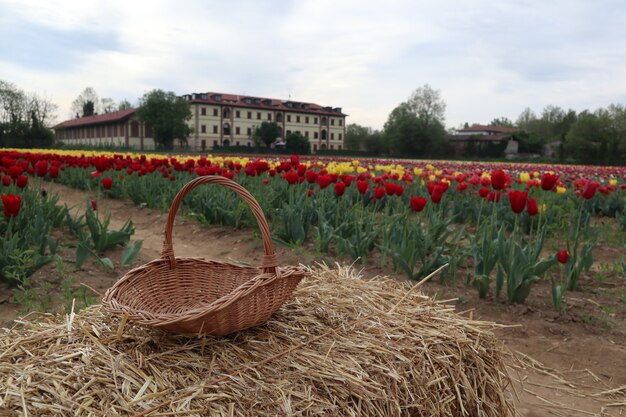 Campos de tulipas multicoloridas incríveis na Itália