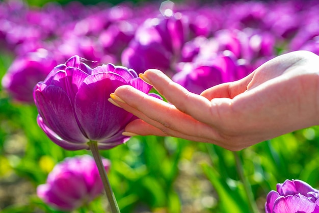 Campos de tulipas na Holanda. Campo de tulipas. Tulipa nas mãos da mulher. Flores de tulipa em cena de flor desabrochando de primavera.