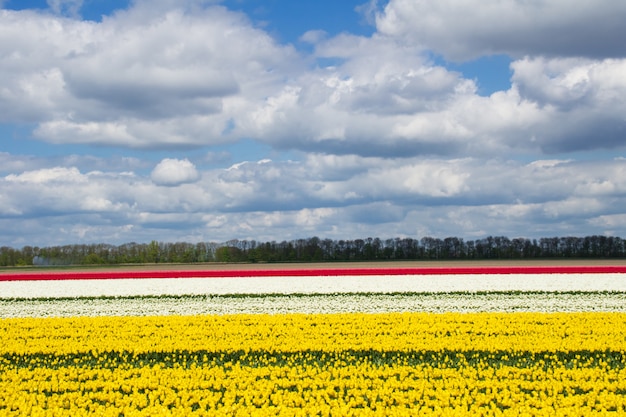 Campos de tulipas primavera na Holanda, flores coloridas na Holanda