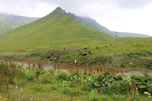 Campos de uva em Kakheti Georgia