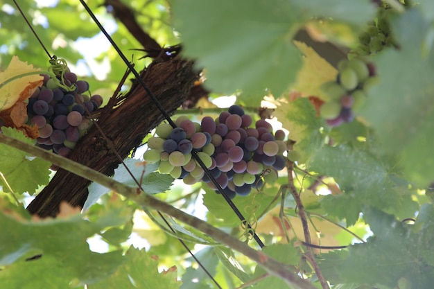 Campos de vinha em kakheti georgia