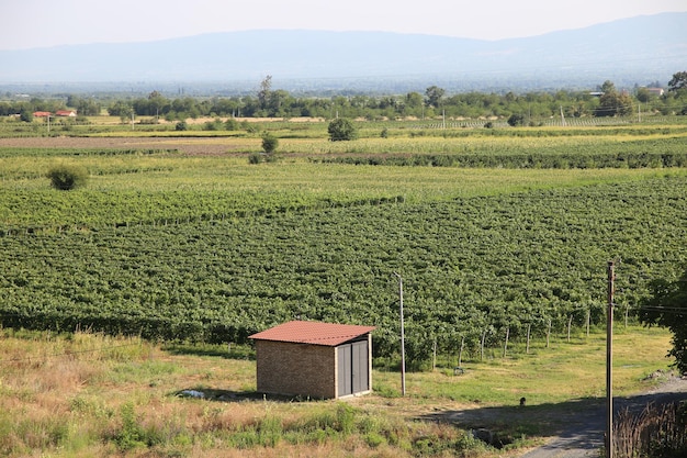 campos de vinha em Kakheti Georgia