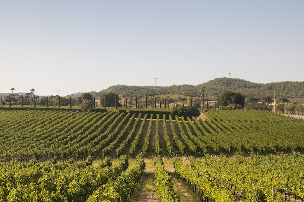 Campos de vinhedo ensolarado em Urla, Turquia. Foto de alta qualidade