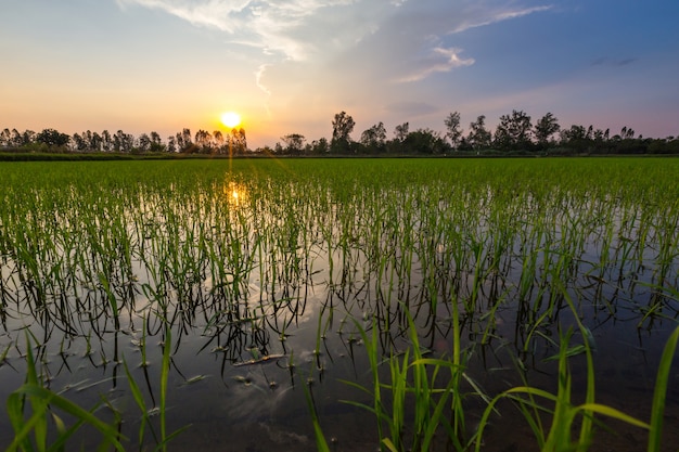 Campos do arroz com fundo do por do sol e luz solar alaranjada no horizonte.