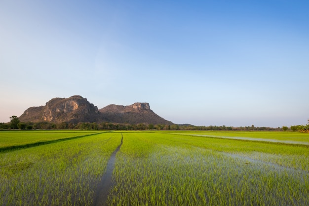 Campos do arroz com fundo e o céu montanhosos em dias ensolarados.
