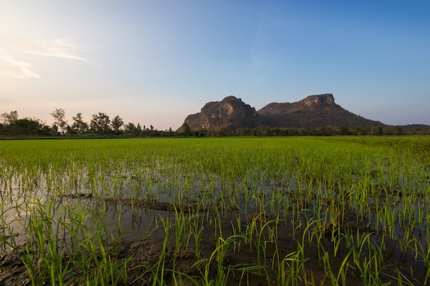 Campos do arroz com fundo e o céu montanhosos em dias ensolarados.