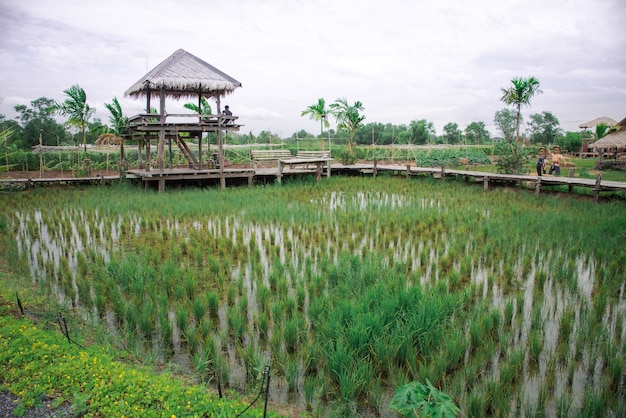Foto campos do arroz e cabanas de madeira entre a natureza e o céu.