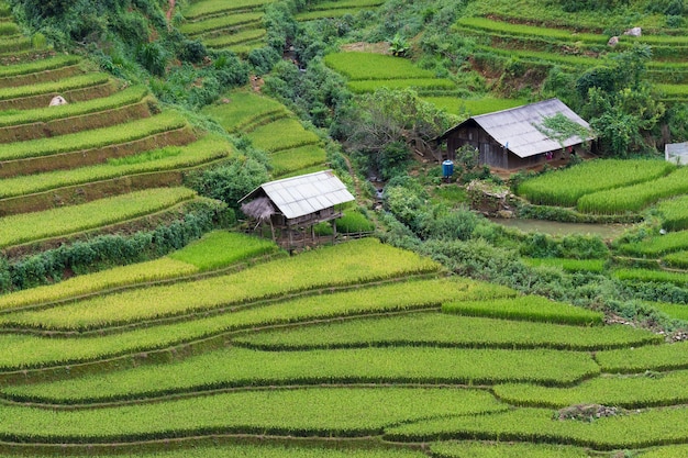 Campos do arroz em Vietnam noroeste.