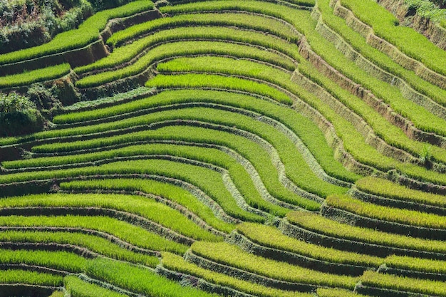 Campos do arroz em vietnam noroeste.