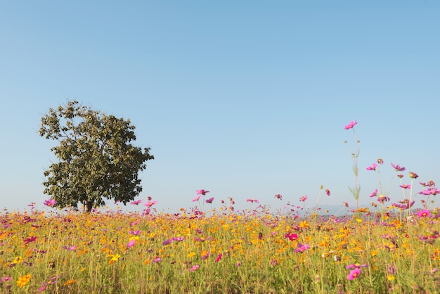 Campos do cosmos com árvore e céu azul no dia ensolarado. fundo de viagens e natureza.