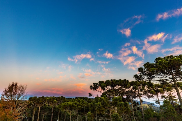 Campos do Jordao, Brasilien. Araukari-Baum, sehr typisch in der Stadt