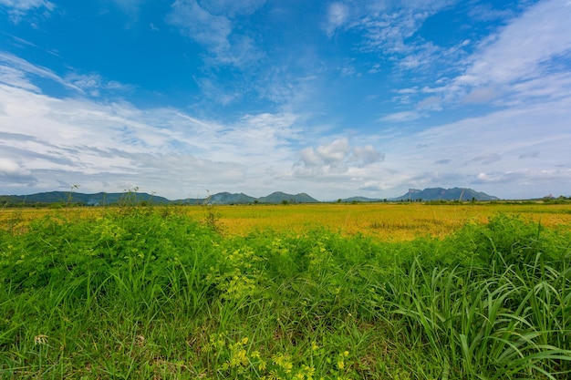 Campos dorados y montañas