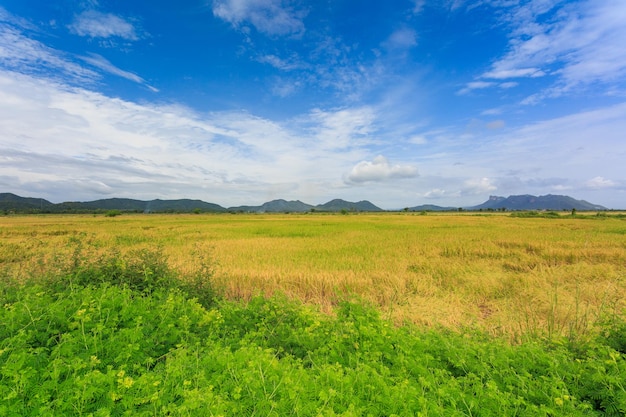 Campos dourados e montanhas