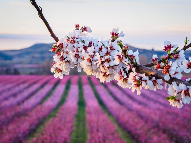 Foto campos de duraznos en flor en aitona, lérida, españa