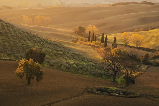 Campos e árvores da Toscana