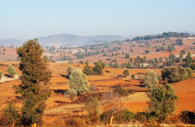 Campos e árvores em dia de sol