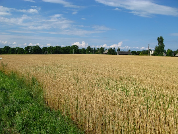 Campos e florestas da Estônia