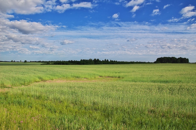 Campos e florestas no país da Bielorrússia