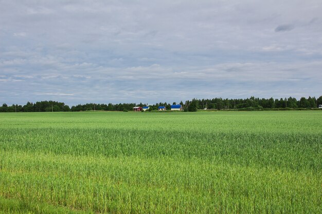 Foto campos e florestas no país da bielorrússia