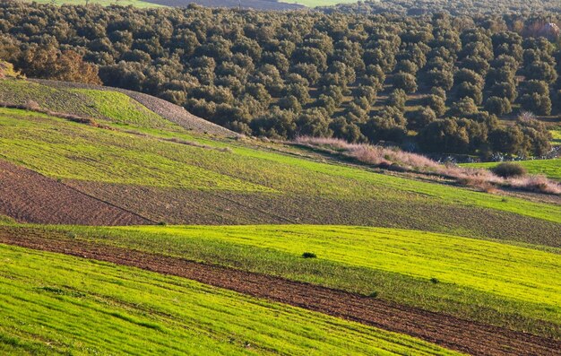 Campos em Marrocos