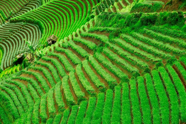 Campos em terraços plantados com arroz