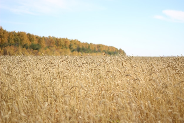 Los campos con espigas doradas de trigo