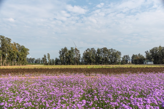 Foto los campos están cubiertos de verbena púrpura y turbinas eólicas.