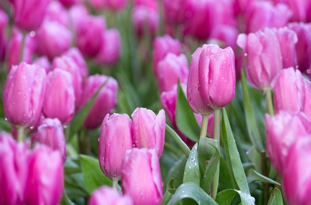 Campos de flor rosada del tulipán que florecen en el jardín