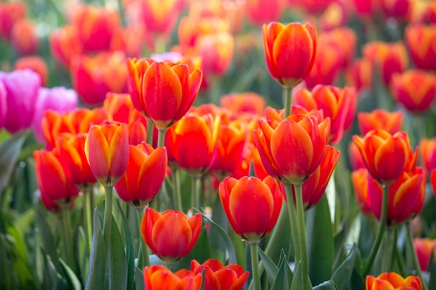 Campos de flor de tulipán rojo que florecen en el jardín