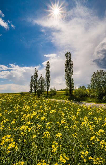 Campos florecientes amarillos de colza de primavera