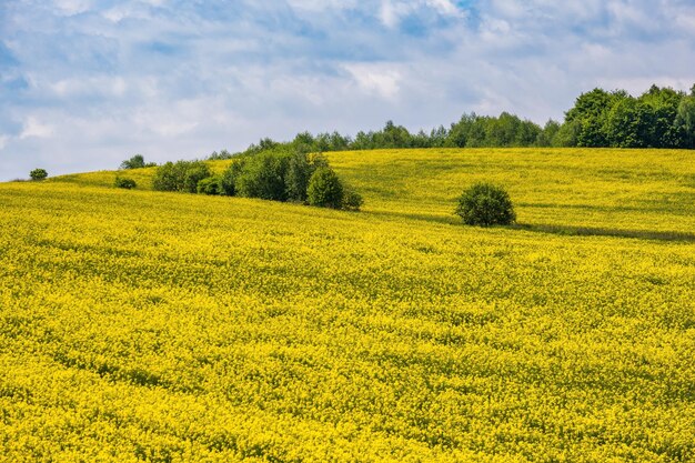 Campos florecientes amarillos de colza de primavera