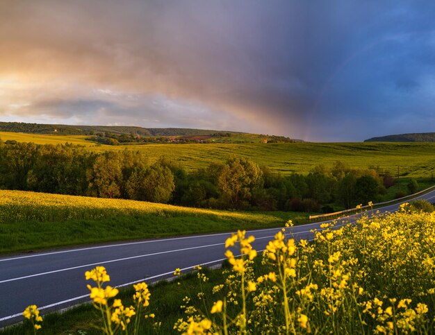 Campos florecientes amarillos de colza de primavera