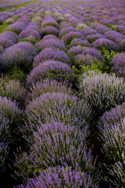 Campos florecientes de lavanda