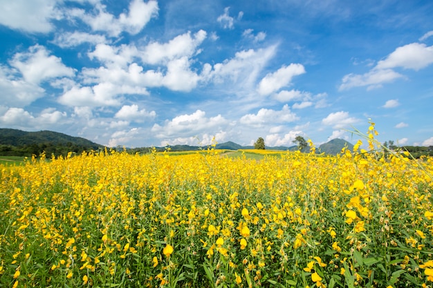 Campos de flores amarillas contra el cielo azul