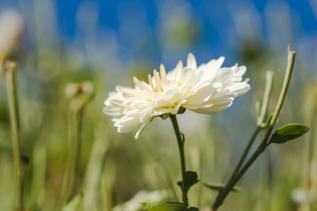 Campos de flores blancas, Dendranthema morifolium, cultivadas en las tierras altas