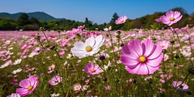 Foto los campos de flores del cosmos