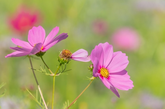 Campos de flores cultivados para proteger a los insectos en un pueblo