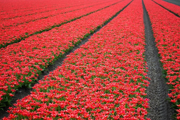 campos de flores holandeses