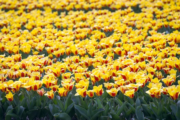 campos de flores holandeses