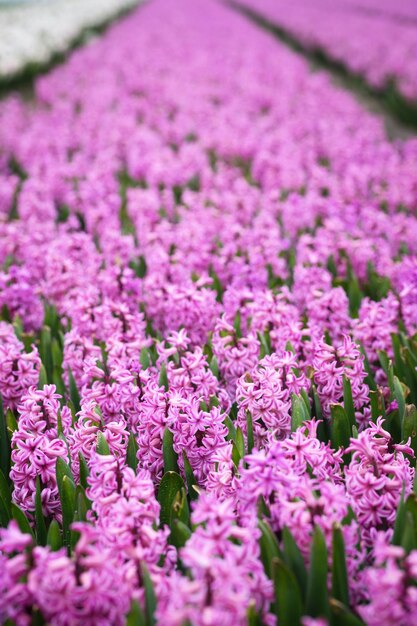 campos de flores holandeses