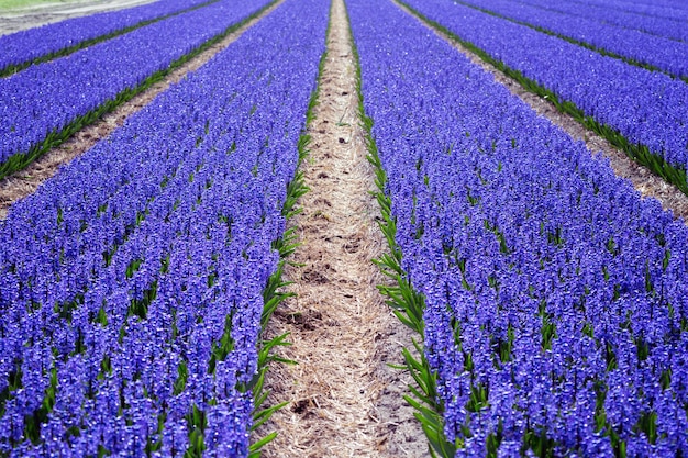 campos de flores holandeses