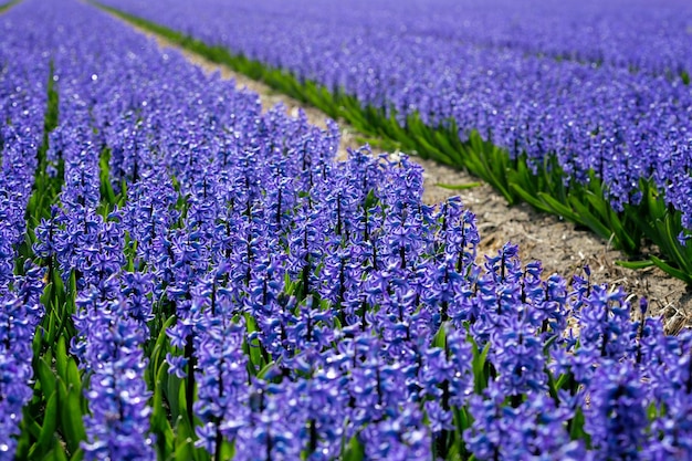 campos de flores holandeses