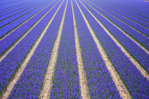 campos de flores holandeses