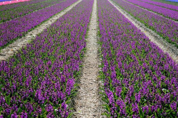 campos de flores holandeses